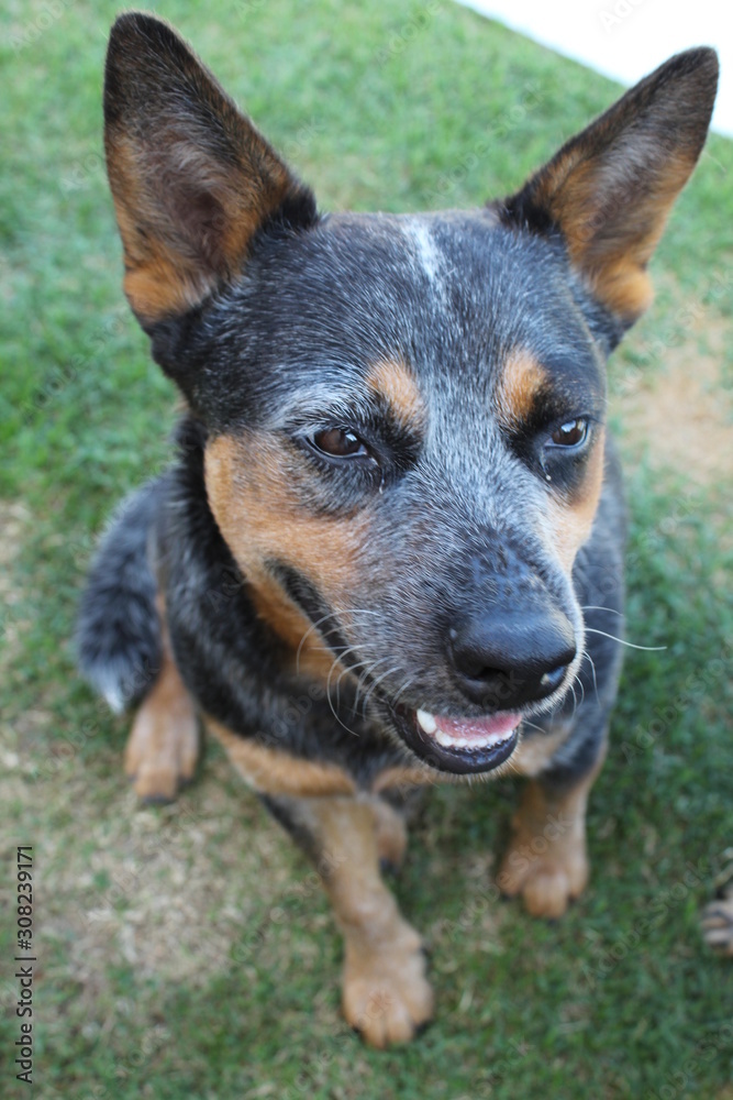 portrait of a dog Blue heeler cattle dog 