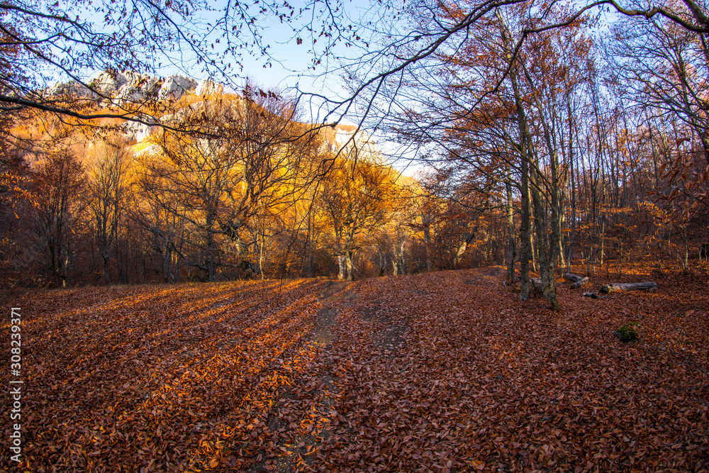 Fototapeta premium Autumn forest