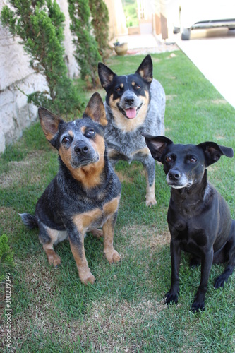 group of dogs in front of white background blue heeler 