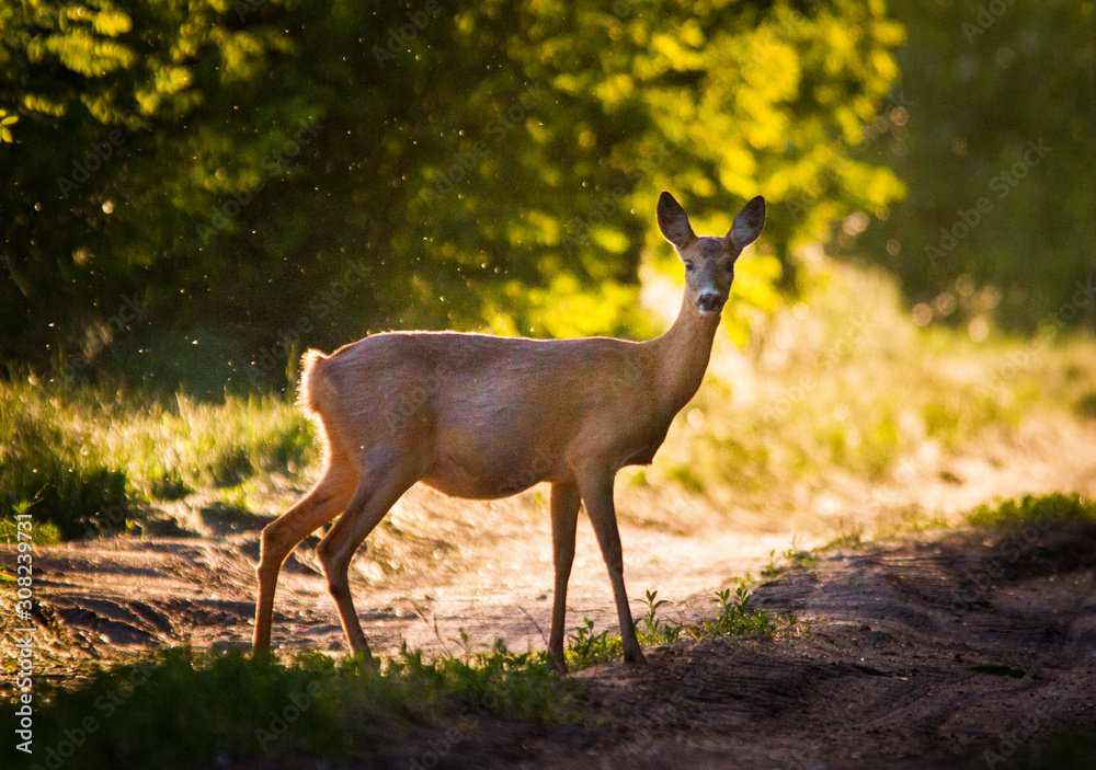 Pregnant deer