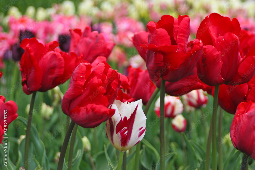 Obraz premium Colorful tulips in the park. Spring landscape. Flowers bed
