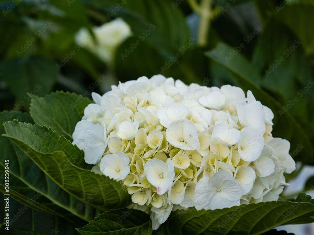 a beautiful hydrangea in the garden a beautiful hydrangea in the garden