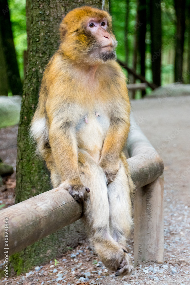 Berberaffen in freier Wildbahn