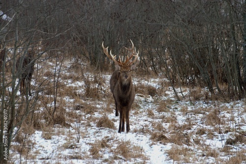 Russia, Yaroslavl region, private hunting grounds, Park of wild animals.