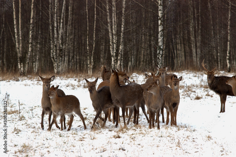 Russia, Yaroslavl region, private hunting grounds, Park of wild animals. Russia, Yaroslavl region, private hunting grounds, Park of wild animals.