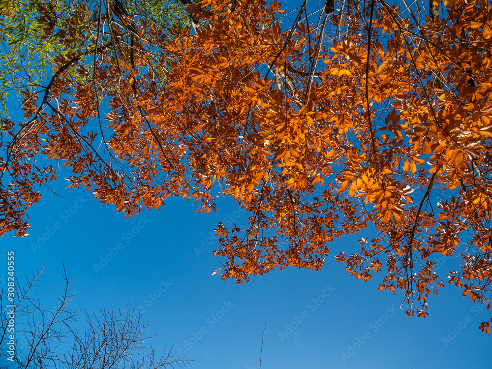 Beautiful autumn leaves in Japan