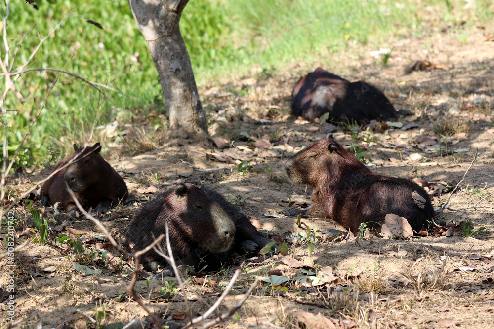 Capybara (Hydrochoerus hydrochaeris) - Pantanal, Mato Grosso, Brazil Capybara (Hydrochoerus hydrochaeris) - Pantanal, Mato Grosso, Brazil