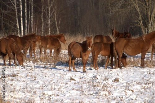 Russia, Yaroslavl region, private hunting grounds, Park of wild animals.