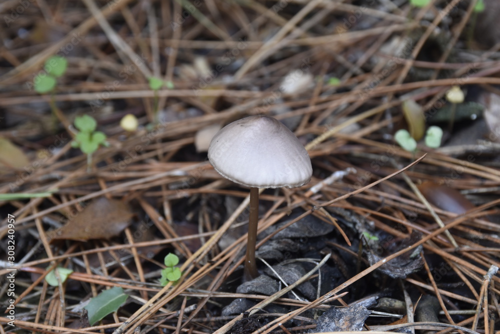 mushroom in forest mushroom in forest