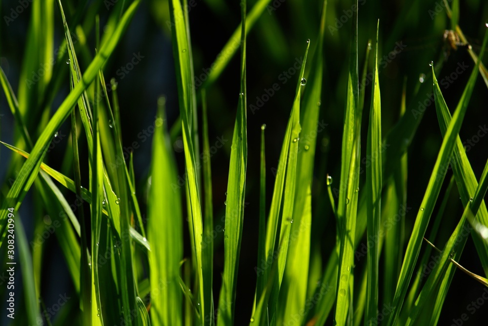 green grass with water drops green grass with water drops