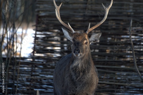 Russia, Yaroslavl region, private hunting grounds, Park of wild animals.