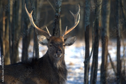 Russia, Yaroslavl region, private hunting grounds, Park of wild animals.
