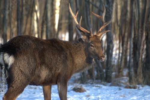 Fototapeta Naklejka Na Ścianę i Meble -  Russia, Yaroslavl region, private hunting grounds, Park of wild animals.