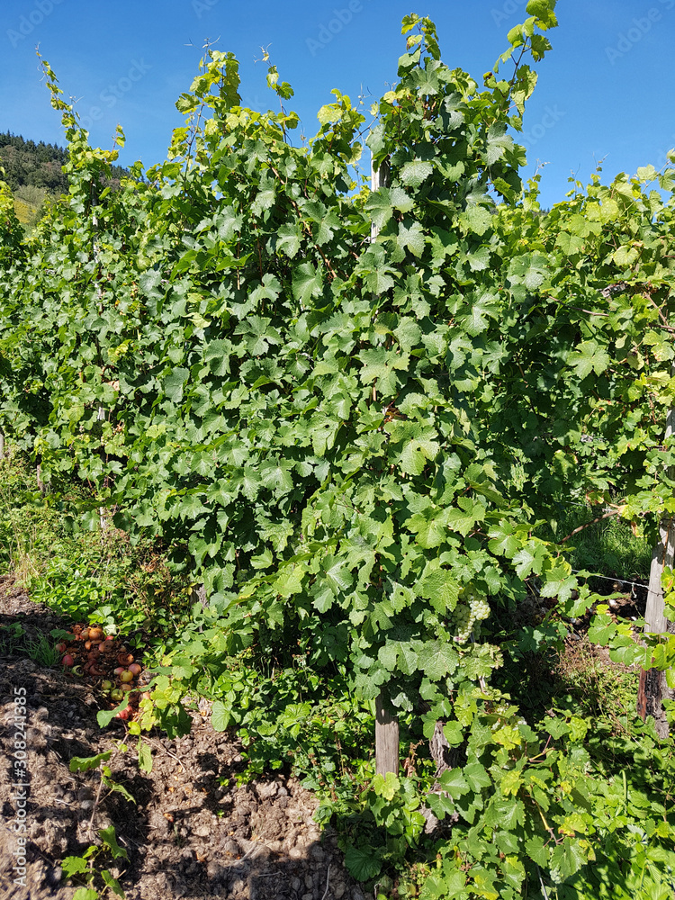 Weinberg, Kroever Nacktarsch, Grosslage, Mosel, Hochstammreben