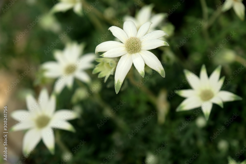 フランネルフラワーの清楚な白い花 Stock Photo Adobe Stock