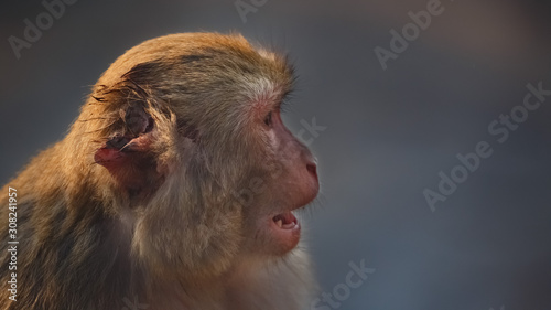 A monkey with a bitten ear