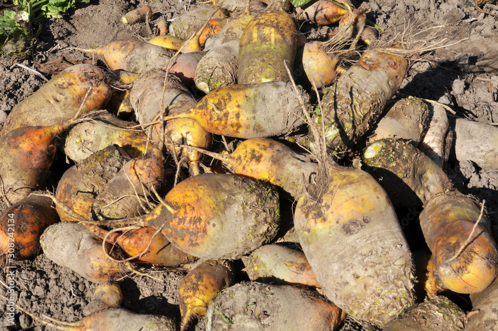 In the field on the pile are fodder beets