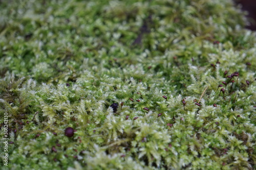 moss on green grass background