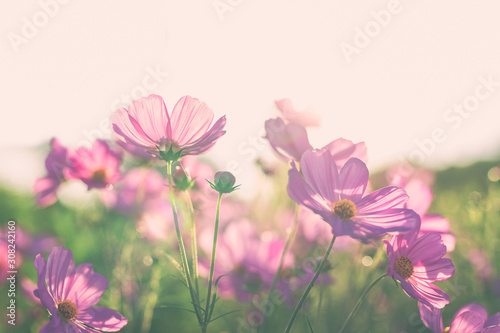 Beautiful pink cosmos flower blooming in the field with sunrise.