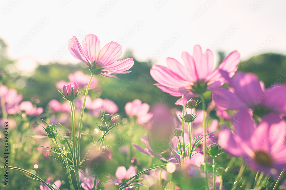 Beautiful white cosmos flower blooming in the field with sunlight. Beautiful white cosmos flower blooming in the field with sunlight.