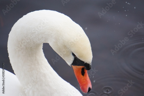 portrait of a swan © Vadims