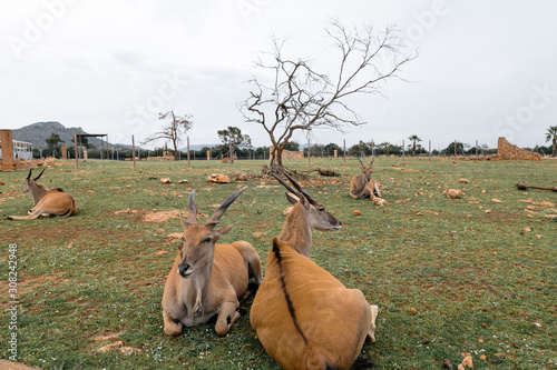 Deer Animals in Mallorca safari zoo, Spain