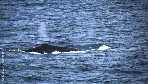 Wal aus Wasser ragend - Rückenflosse © Claudia