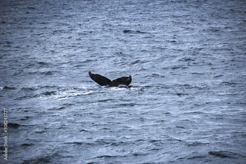 Wal in der Antarktis - Flosse aus Wasser ragend