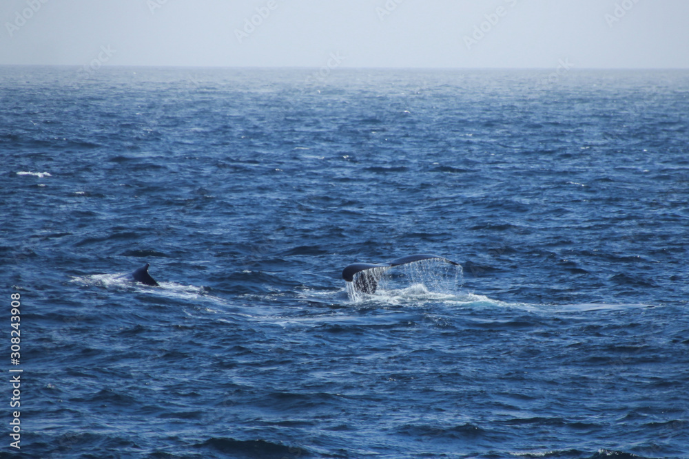 Wal in der Antarktis - Flosse aus Wasser ragend Wal in der Antarktis - Flosse aus Wasser ragend