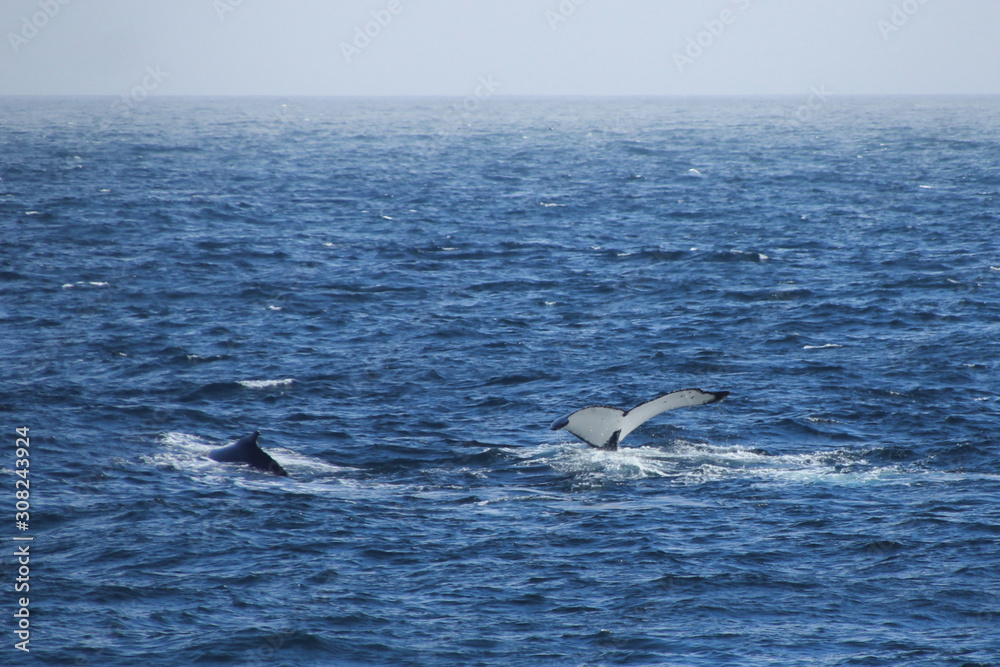 Wal in der Antarktis - Flosse aus Wasser ragend Wal in der Antarktis - Flosse aus Wasser ragend