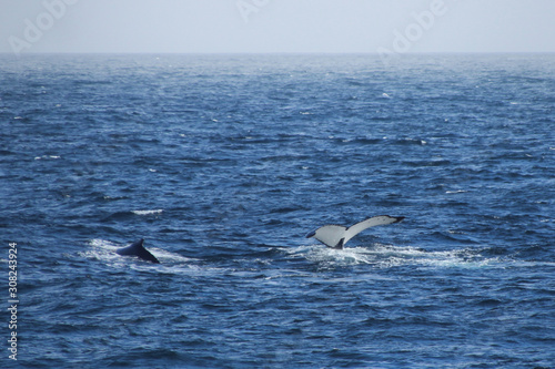 Wal in der Antarktis - Flosse aus Wasser ragend © Claudia