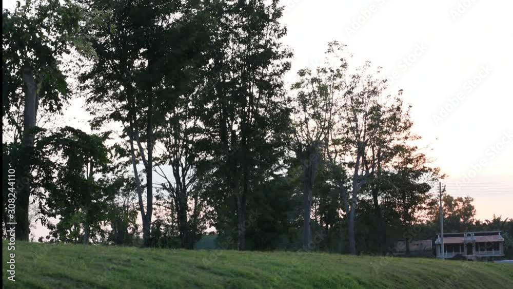 Green nature tree in the park and people are running Green nature tree in the park and people are running