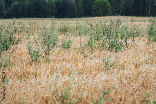Organic cereal field full with weeds