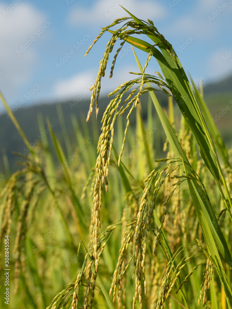 Naklejka premium Rice is an economic crop in Asia
