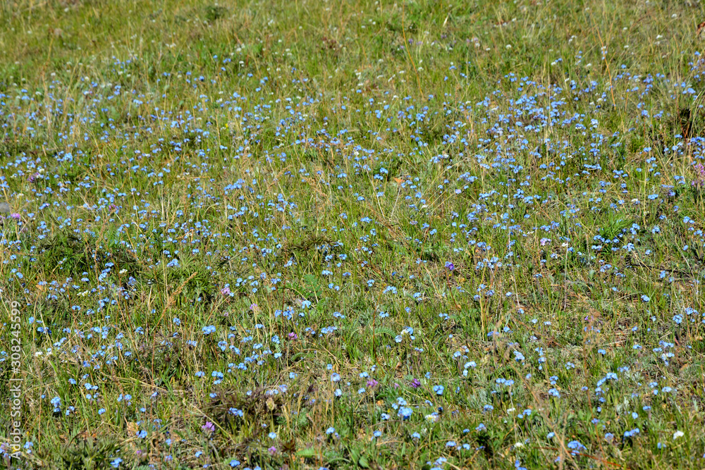 Fototapeta premium flower, green, nature, field, grass, plant,