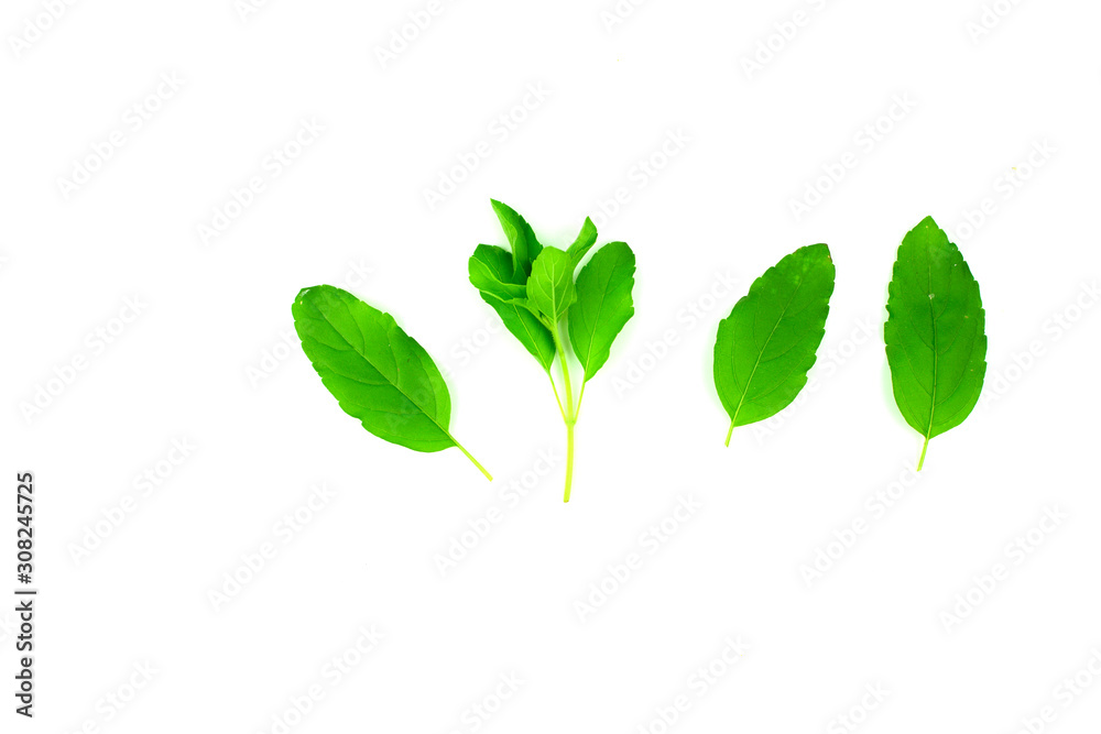 basil leaf isolated on white background. basil leaf isolated on white background.