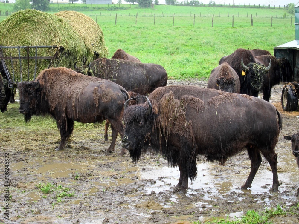 Granja de bisontes bajo la lluvia en Canada Granja de bisontes bajo la lluvia en Canada
