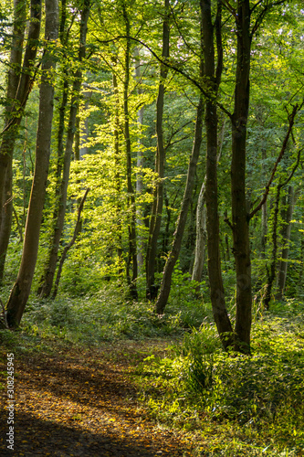 Sentier dans la forêt de Boulogne © olivierguerinphoto