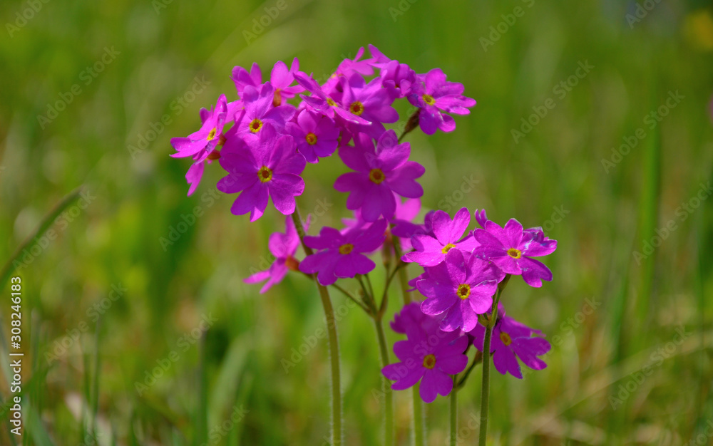 meadow, leaf, beauty, botany, macro, forget-me - not, Buttercup, meadow, leaf, beauty, botany, macro, forget-me - not, Buttercup,
