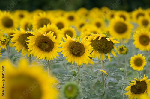 Field of sunflowers