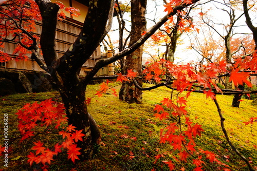 紅葉
