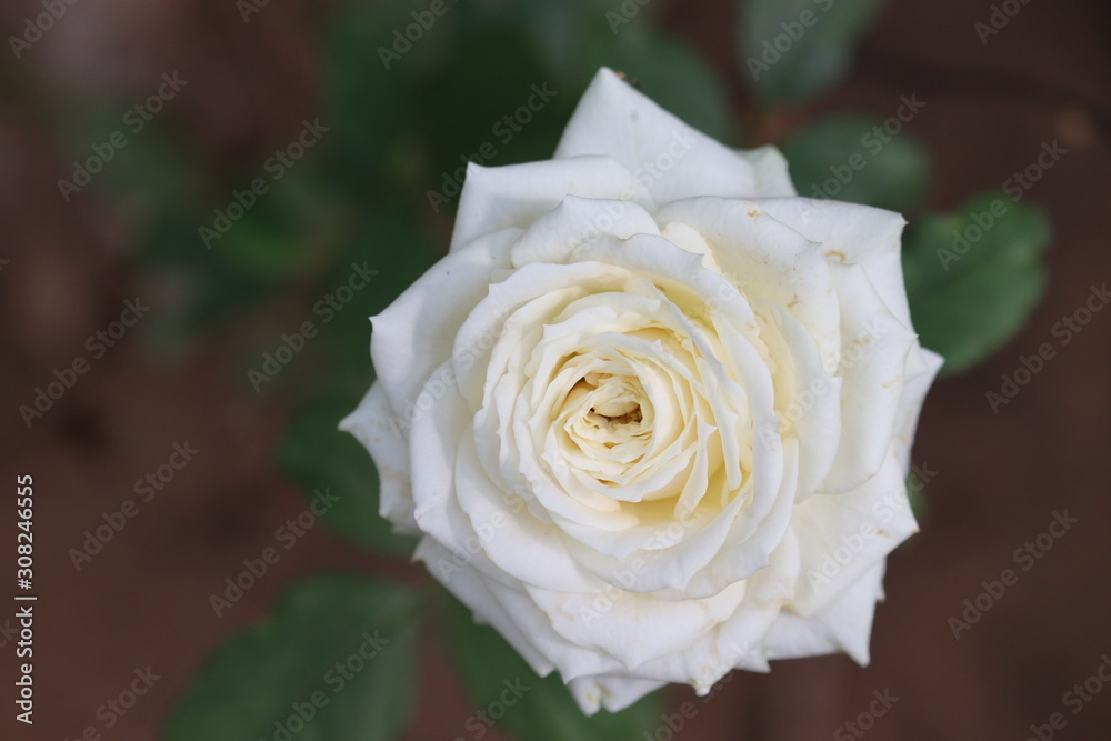 Beautiful white Rose flower.rose background.White rose with green leaves Beautiful white Rose flower.rose background.White rose with green leaves
