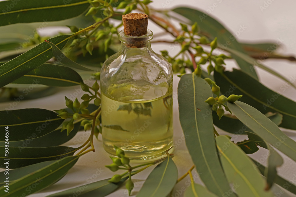 Eucalyptus leaves and Eucalyptus oil on white background