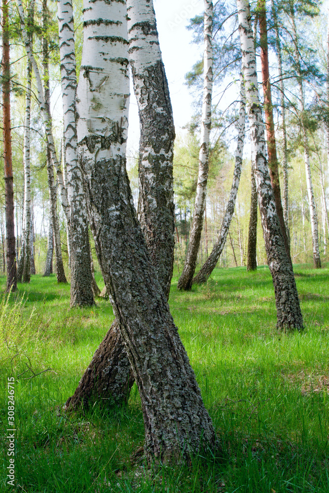 Obraz premium birch grove