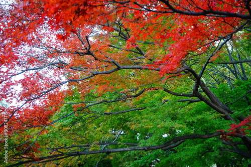 紅葉