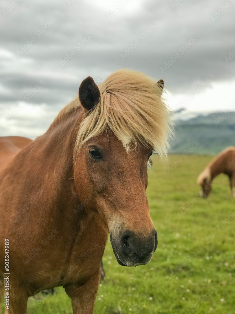 Obraz premium Icelandic horses ina grass field