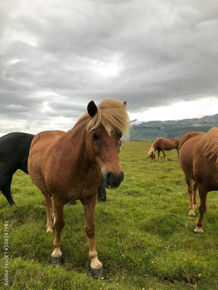 Icelandic horses ina grass field Icelandic horses ina grass field