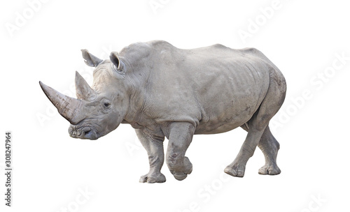 Southern white rhinoceros(Ceratotherium simum simum), isolated on White background