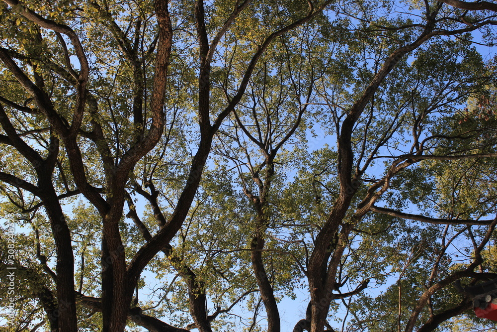 Fototapeta premium tree and sky