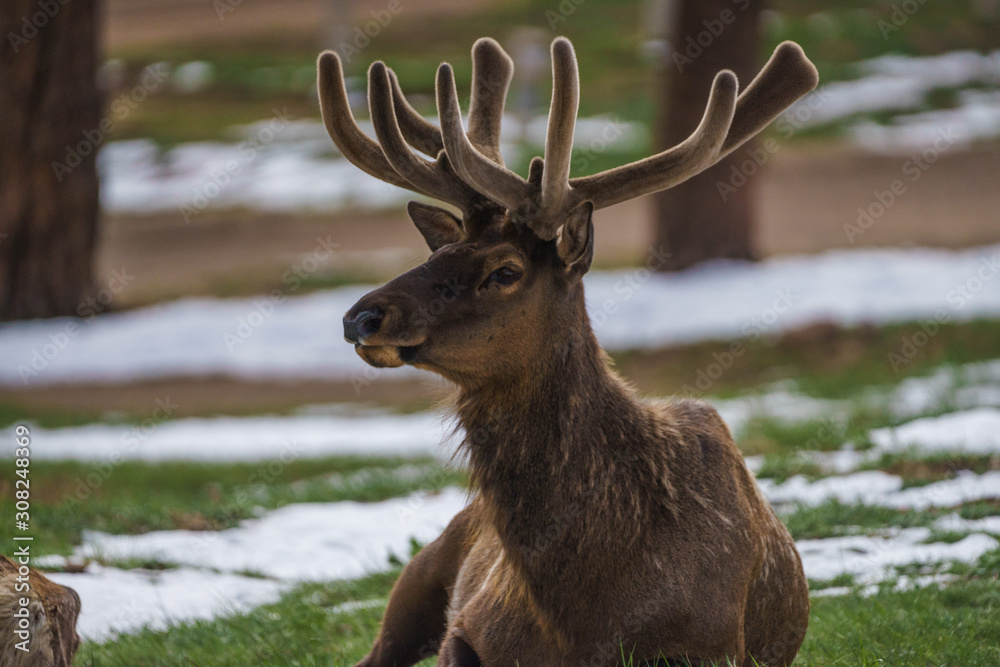 Fototapeta premium North American Elk grazing in Rocky Mountain National Park, Colorado